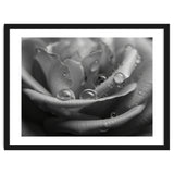 Ethereal Monochromatic Rose Petal Macro thumbnail