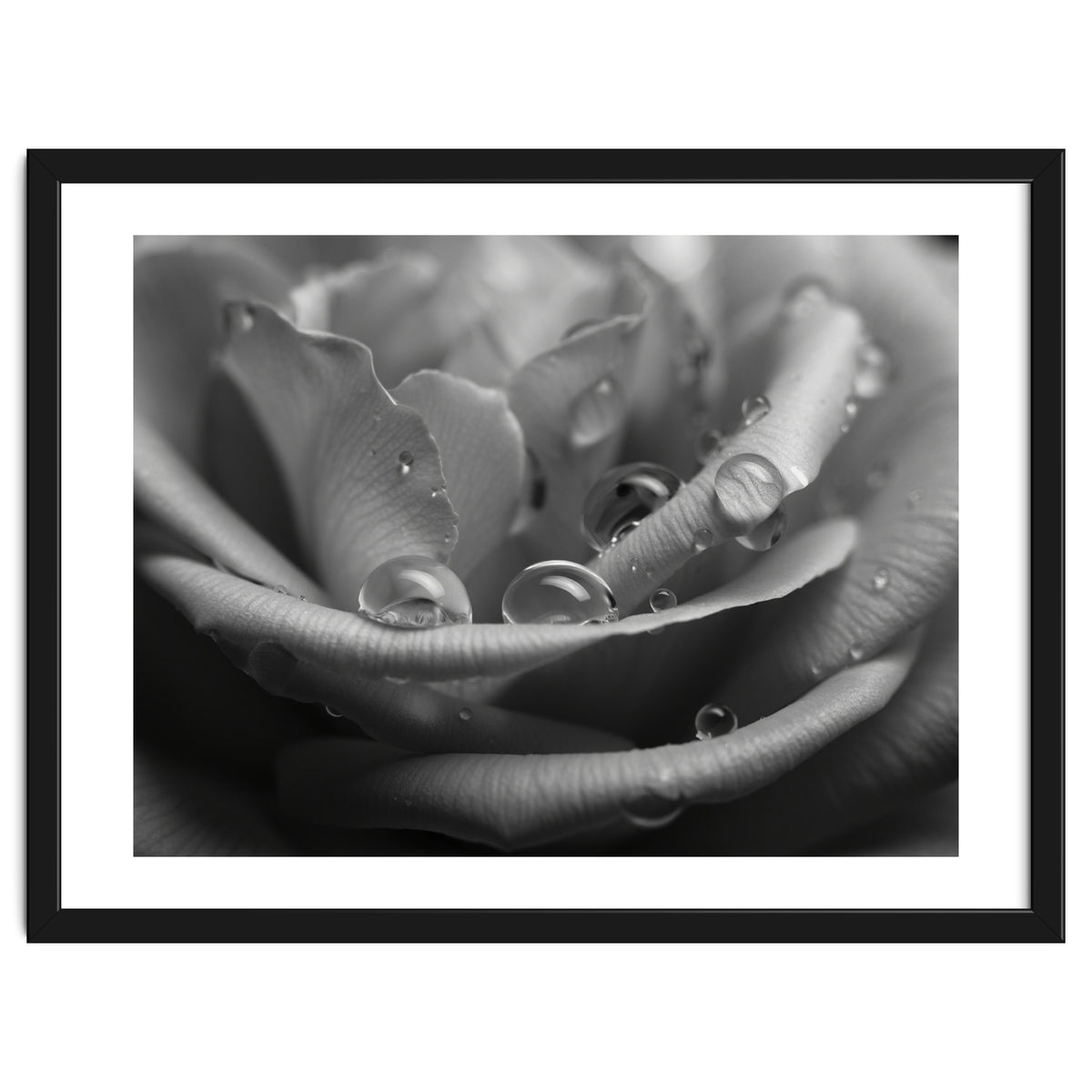 Ethereal Monochromatic Rose Petal Macro