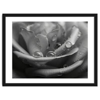 Ethereal Monochromatic Rose Petal Macro
