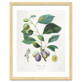 Henri-Louis Duhamel du Monceau – Prune Bifère (1808–1835) thumbnail