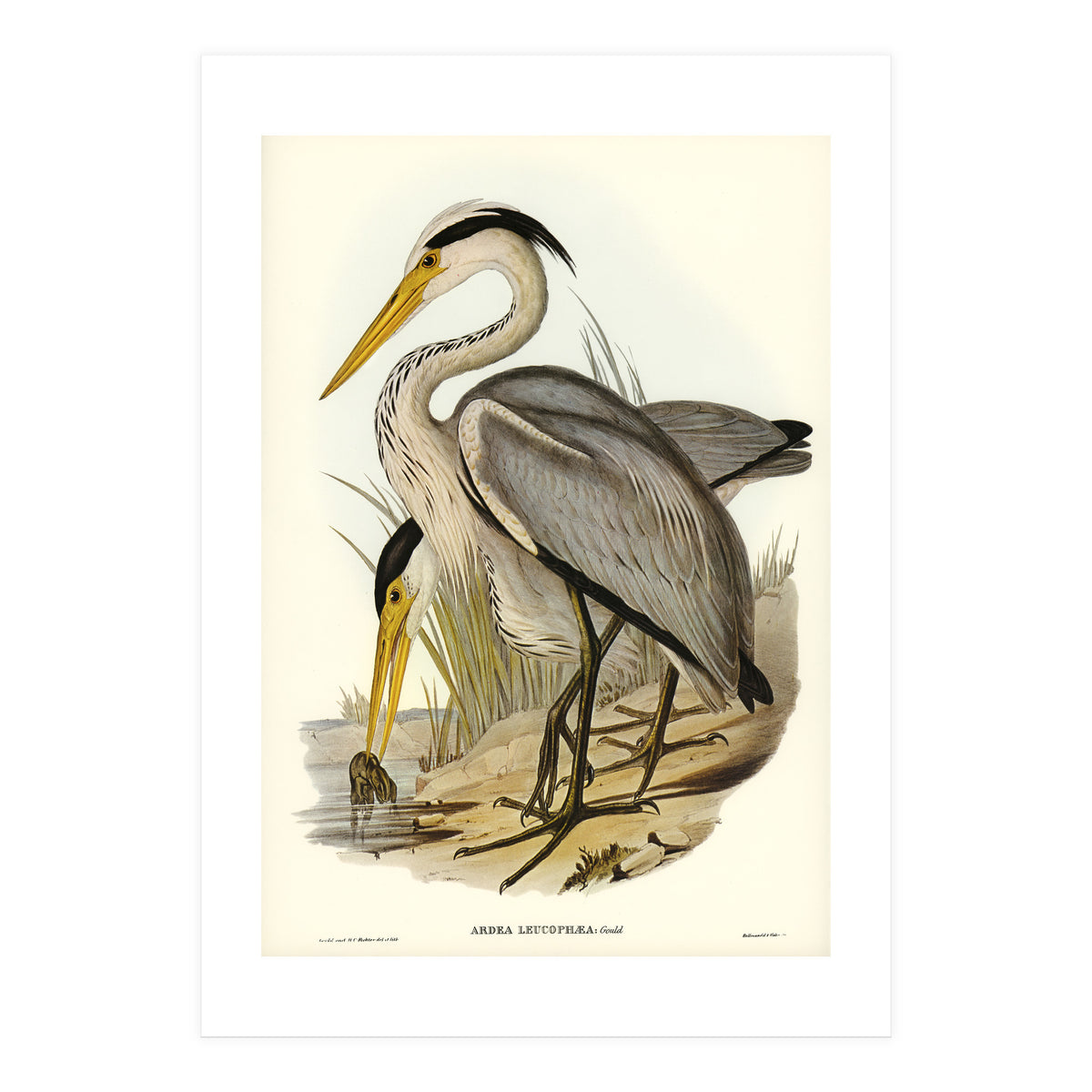 Elizabeth Gould – Great Grey Heron (Ardea leucophaea) | Birds of Australia Illustration (Print Only)