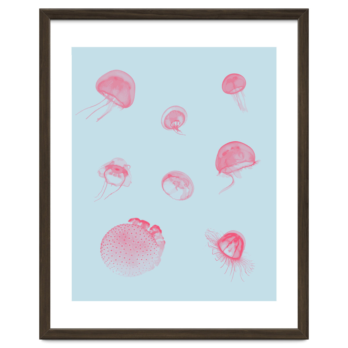 Jellyfish