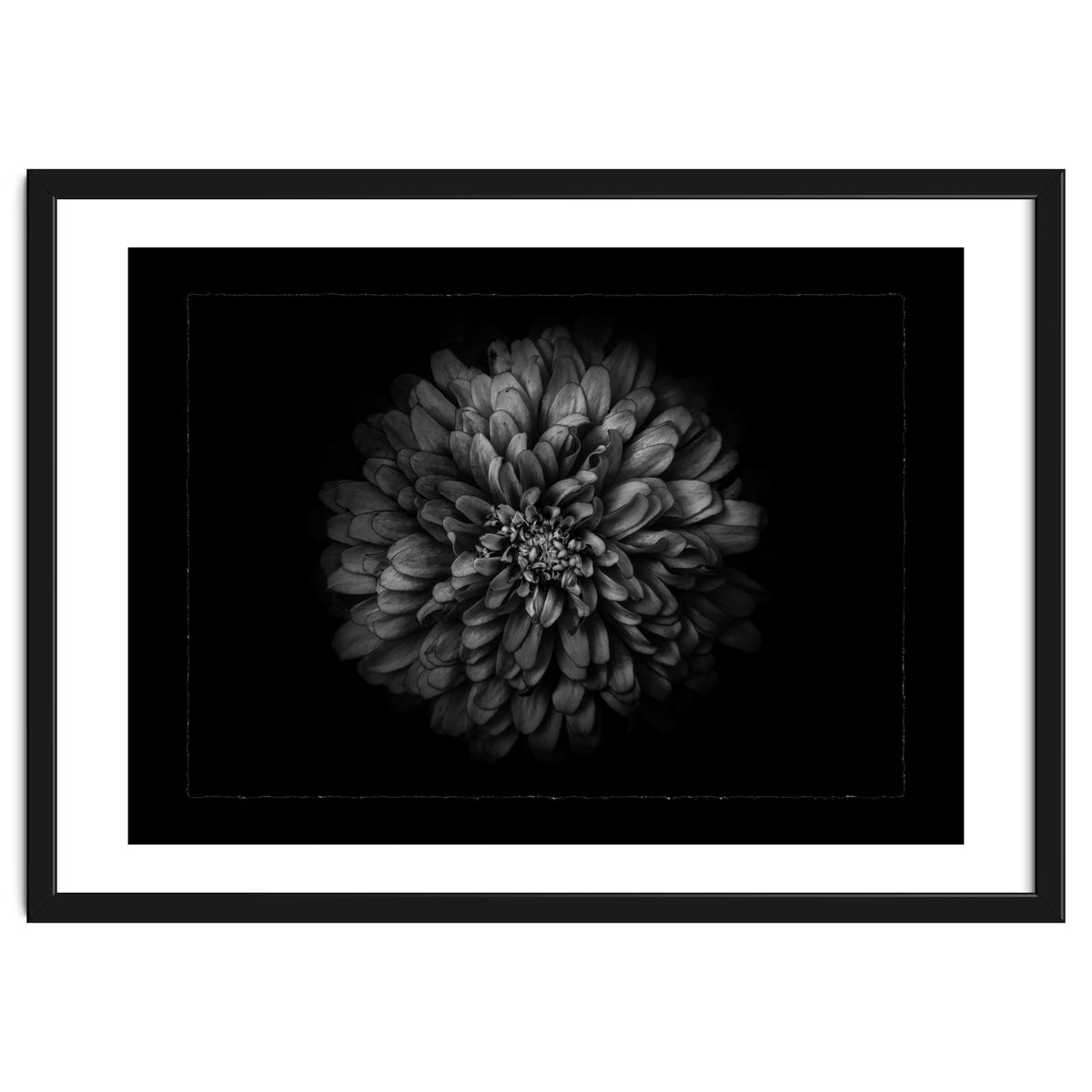 Backyard Flowers In Black And White No 68 with Border