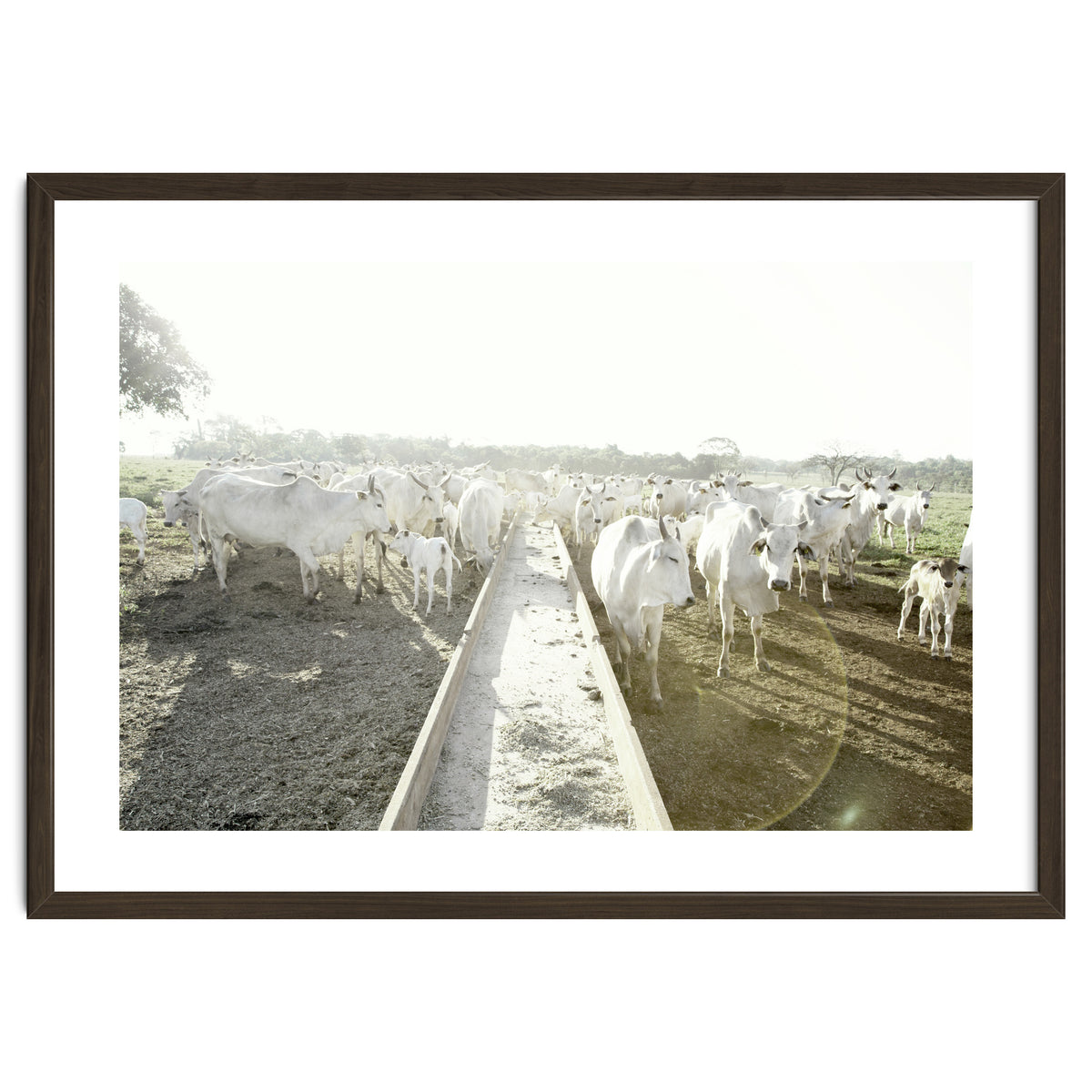 LIVING TOGETHER - WHITE COWS FAMILY