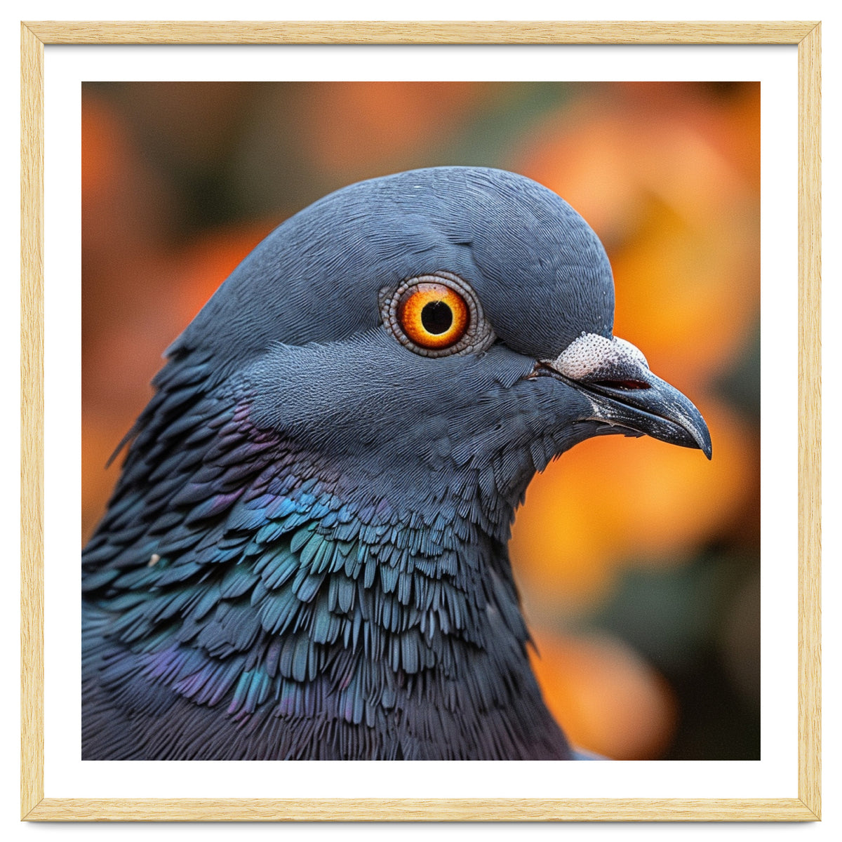 Close Up Of A Pigeon's Head And Neck