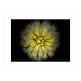 Backyard Flowers No 86 Color Flow Version (Print Only) thumbnail