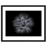 Backyard Flowers In Black And White No 66 Flow Version