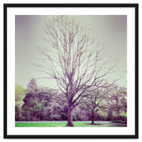 Tree Of Dreams thumbnail