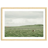 Horses in the middle of the green field - Iceland thumbnail