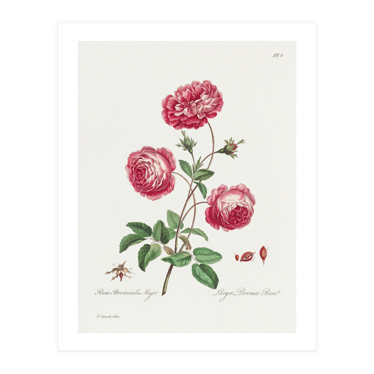 John Edwards – Larger Provence Rose (1770–1775) (Print Only)