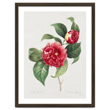 Pierre-Joseph Redouté – Finest Flowers and Fruits (1833) thumbnail