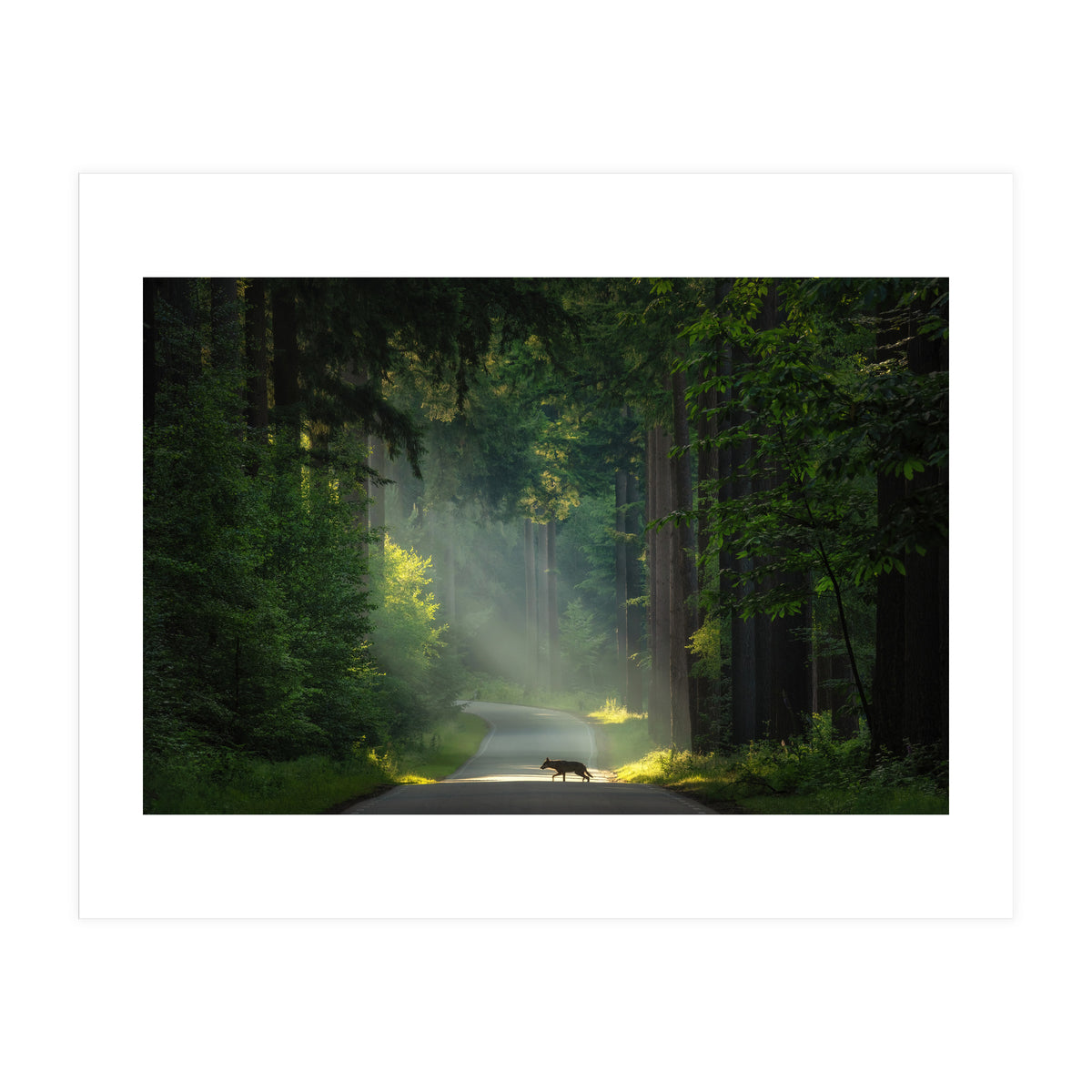 Wolf in the Netherlands (Print Only)