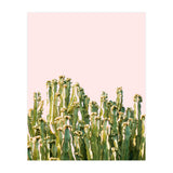 Cactus Blush #society6 #decor #buyart (Print Only) thumbnail