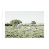LIVING TOGETHER - WHITE COWS FAMILY (Print Only) thumbnail