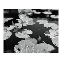 Lotus Pond | Black & White Landscape (Print Only)