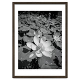 Hylas | Black & White thumbnail
