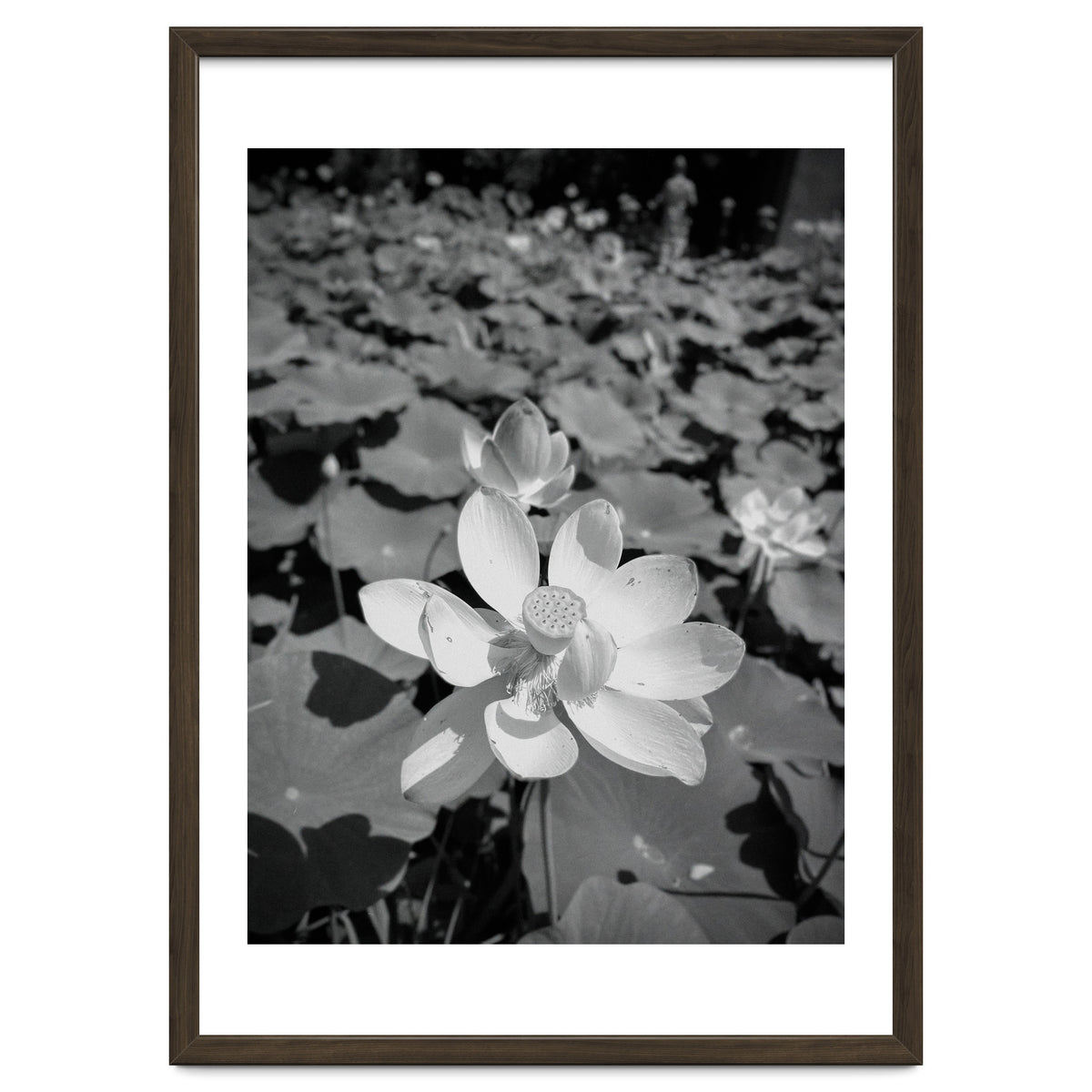 Hylas | Black & White