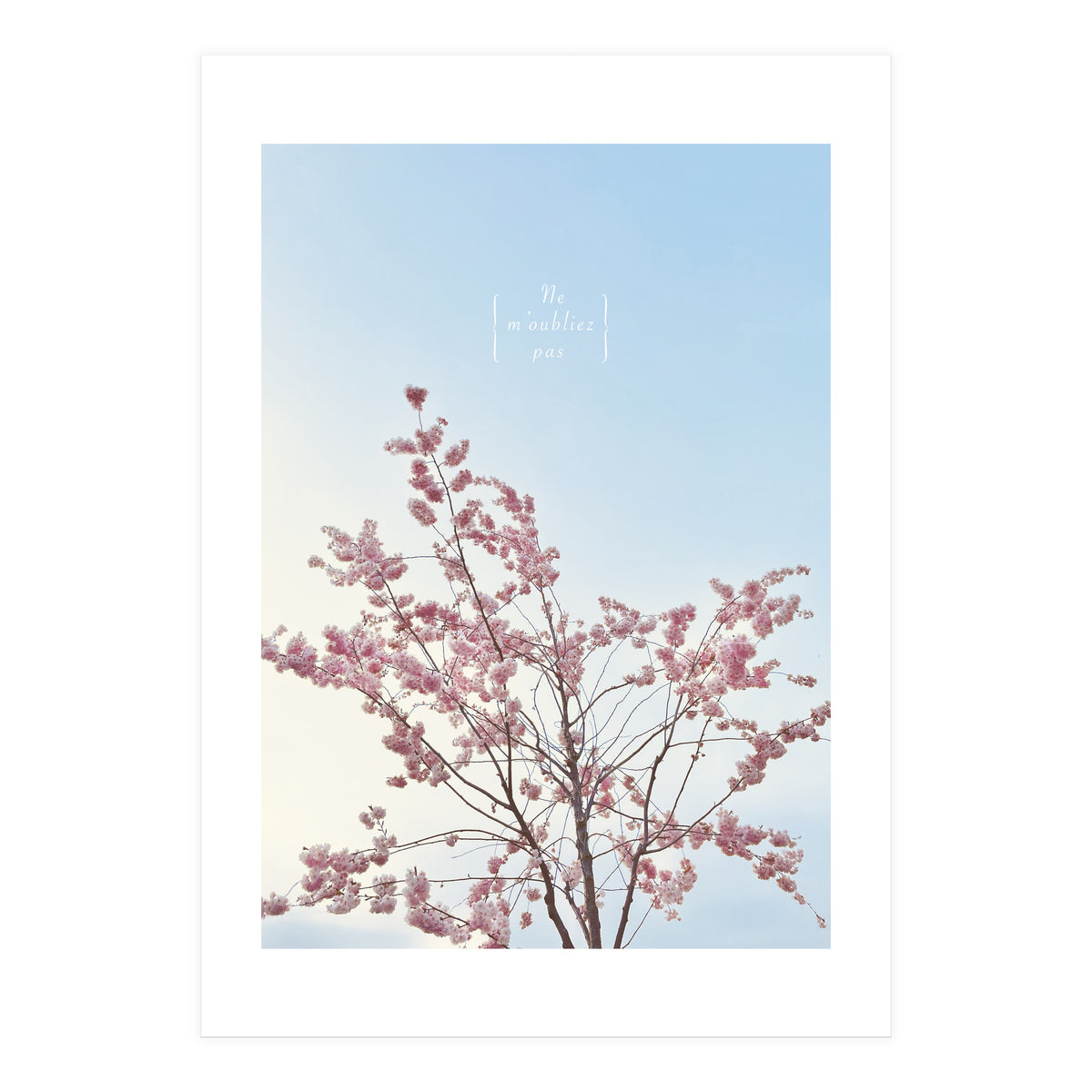 Sakura - cherry blossom (Print Only)