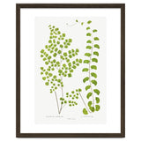 Edward Joseph Lowe – Adiantum Assimile and Adiantum Lunulatum (1856–1860) thumbnail
