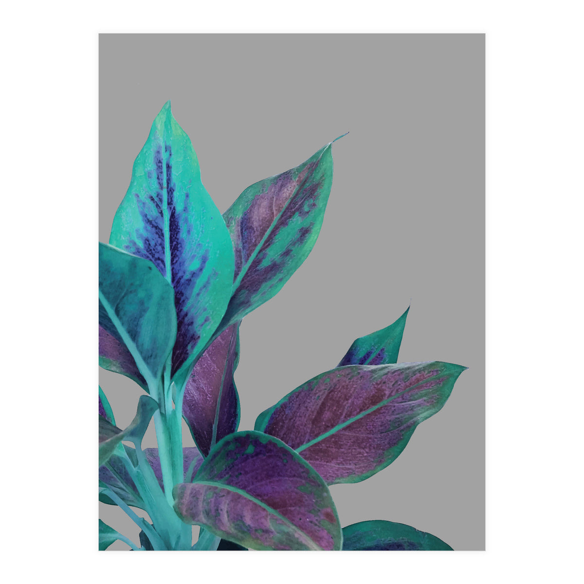 Still Nature (Print Only)