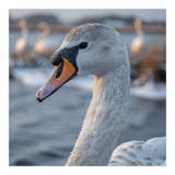 Majestic Swan Portrait In Snowy Waters (Print Only) thumbnail