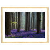 Bluebell forest thumbnail