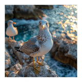 Seagull Standing On Rocks Near Water (Print Only) thumbnail