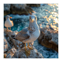 Seagull Standing On Rocks Near Water (Print Only)