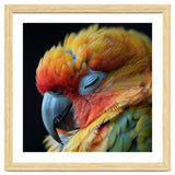 Close Up Of A Sleeping Sun Conure Parrot thumbnail