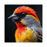 Close Up Of Colorful Bird With Red Orange Yellow Feathers (Print Only) thumbnail