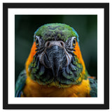 Blue And Gold Macaw Face Focused Portrait thumbnail