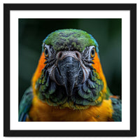 Blue And Gold Macaw Face Focused Portrait