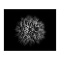 Backyard Flowers In Black And White No 48 Flow Version (Print Only)