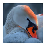 Close Up Of A White Swan With Water Droplets (Print Only) thumbnail