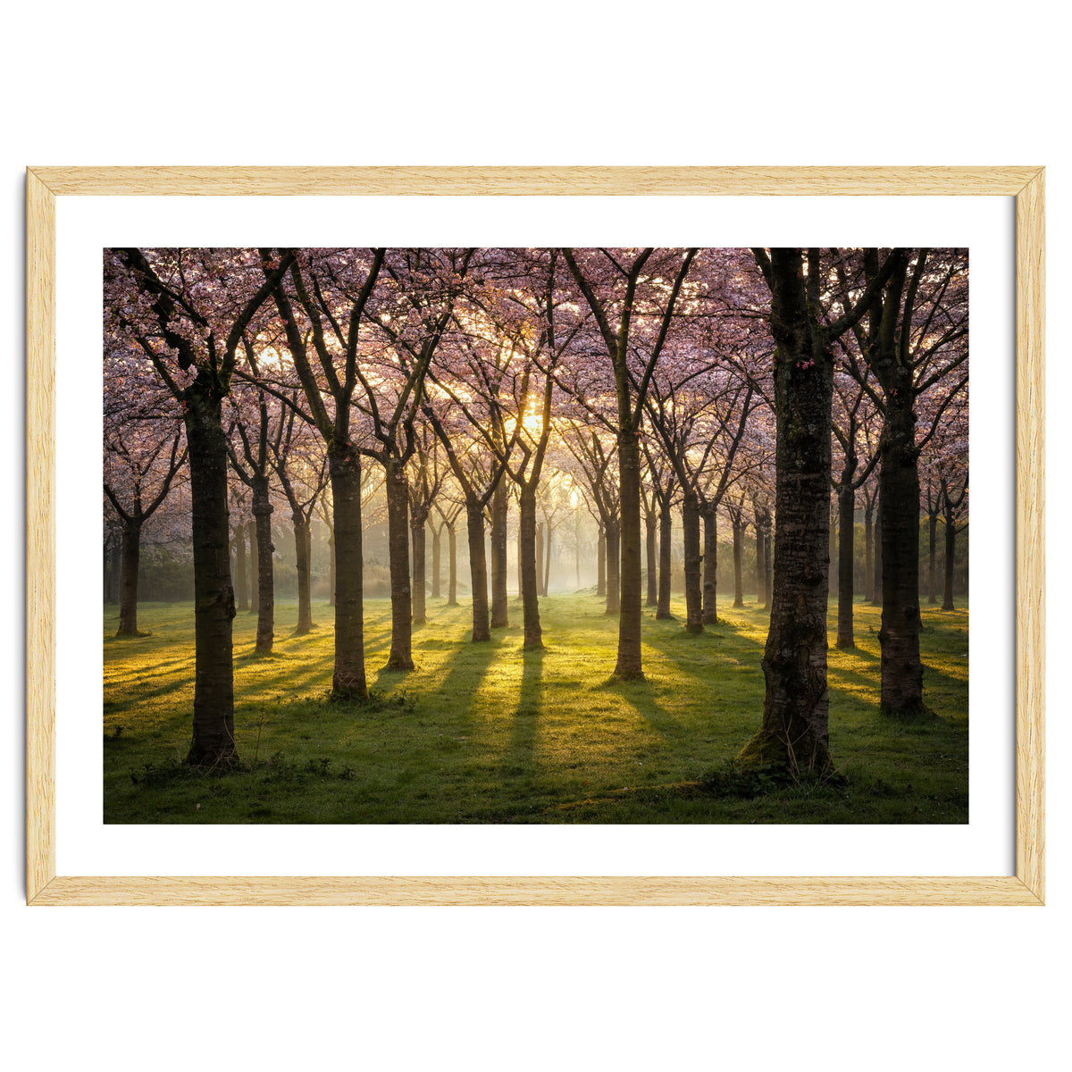Blooming cherry trees in soft morning light