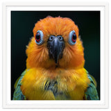 Close Up Sun Conure Parrot Portrait Eyes thumbnail