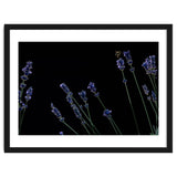 Honeybee and lavender thumbnail