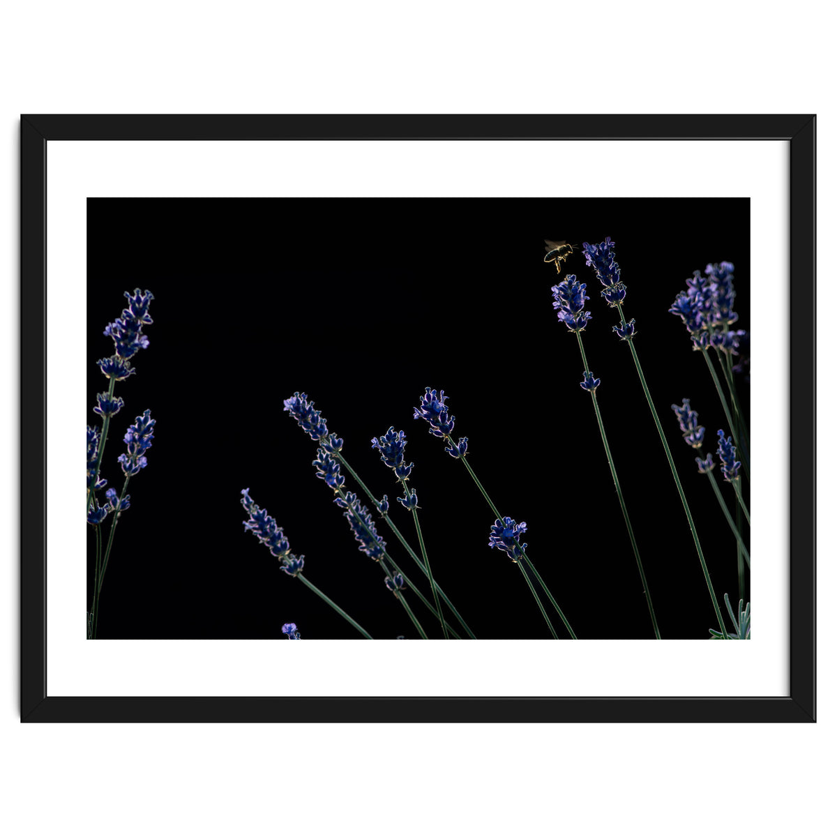 Honeybee and lavender