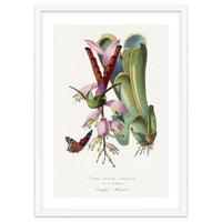 Paul Gervais – Hummingbird Painting (1842)
