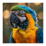 Blue And Gold Macaw Portrait Close Up (Print Only) thumbnail