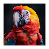 Scarlet Macaw Parrot Head Detailed Portrait Black (Print Only) thumbnail