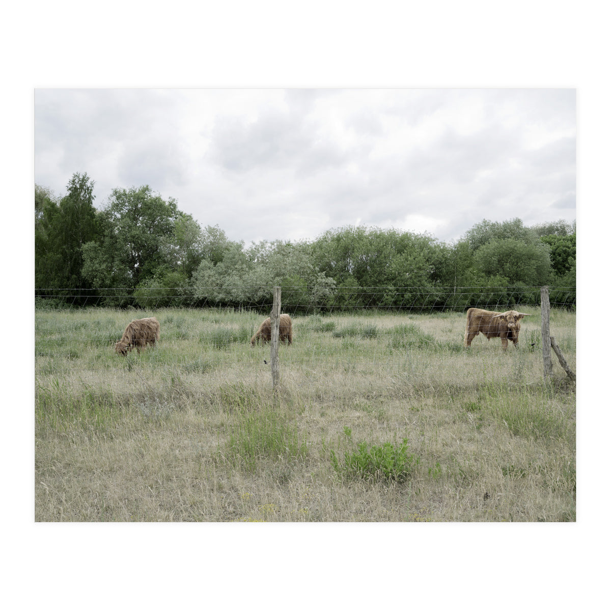 Cows in the farm (Print Only)