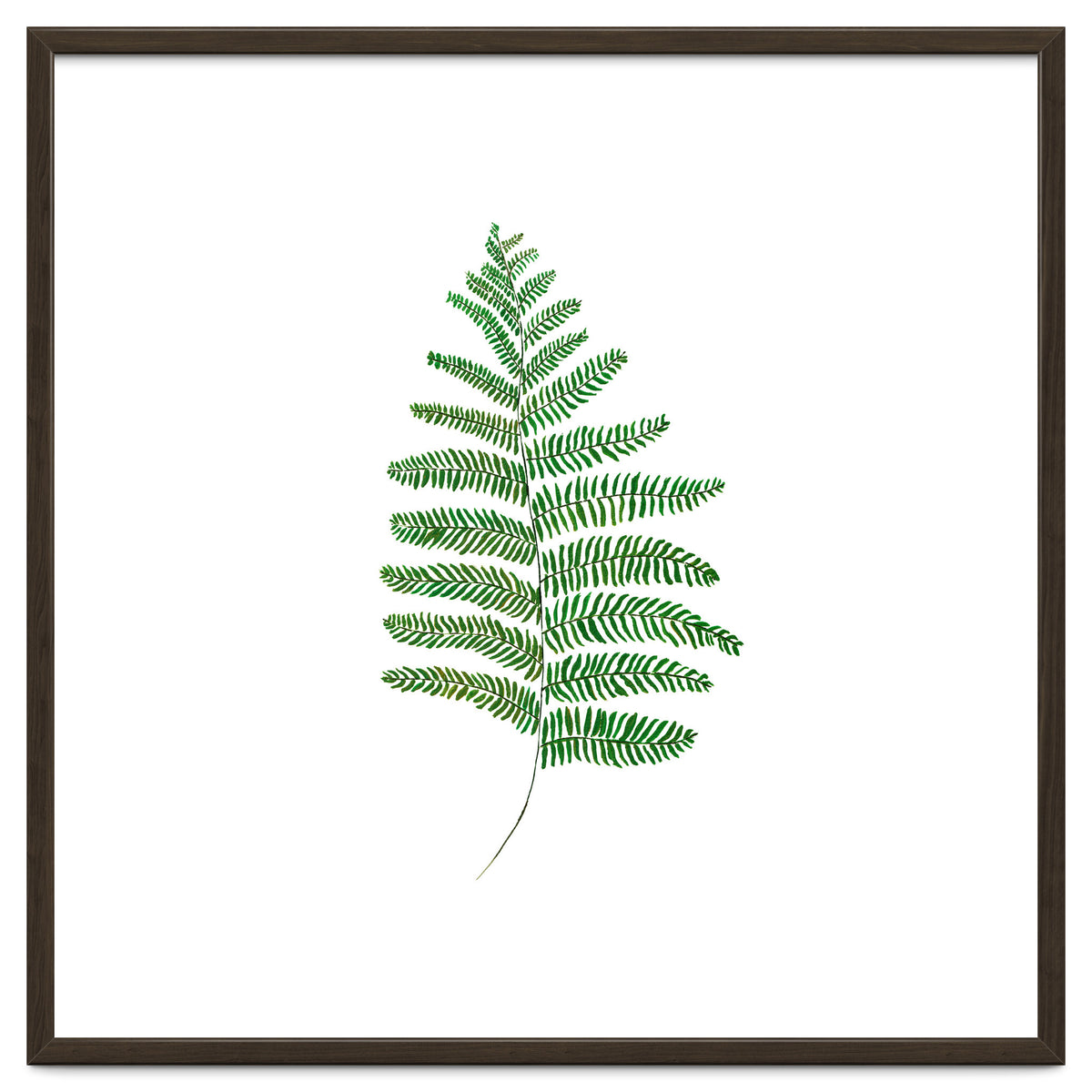 Fern