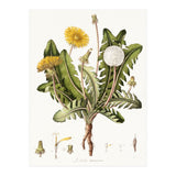 William Curtis – Dandelion (1777–1798) (Print Only) thumbnail