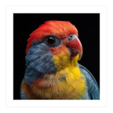 Close Up Colorful Parrot Portrait Vivid Plumage (Print Only) thumbnail