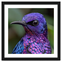 Vibrant Purple Bird With Water Droplets