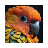 Close Up Of A Sun Conure Parrot's Head (Print Only) thumbnail