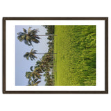 The Paddy Fields of Kerala, South India thumbnail