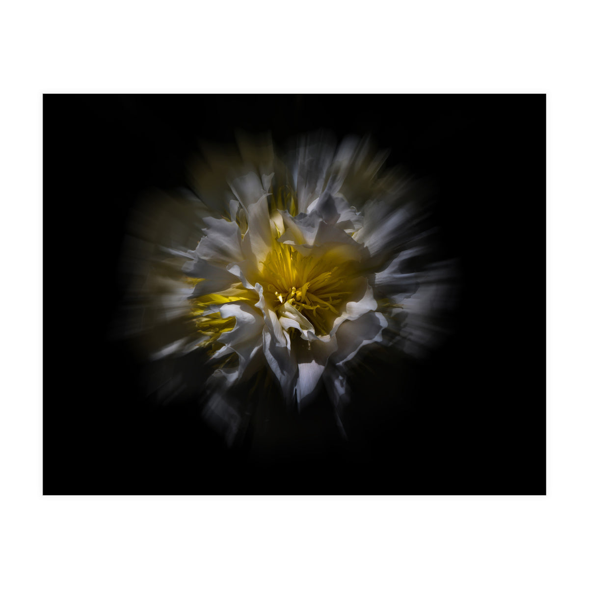 Backyard Flowers No 25 Color Flow Version (Print Only)