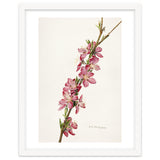 Royal Charles Steadman – Peach (Prunus persica) (1924) thumbnail